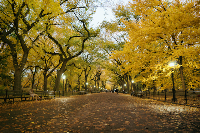 new york autumn - central park - poet's walk - dusk