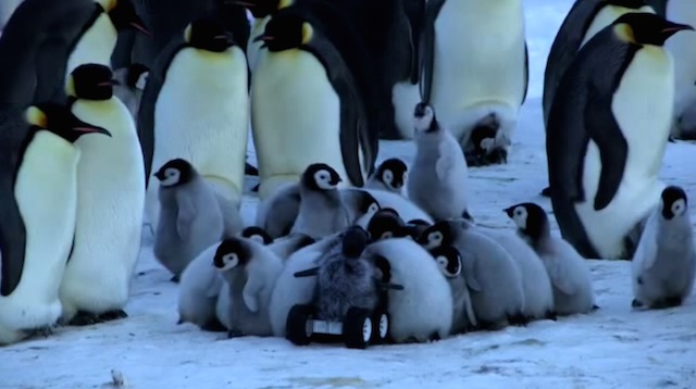 Scientists Dress Camera Rover As Baby Penguin To Get Up Close And Personal With Emperor Colony