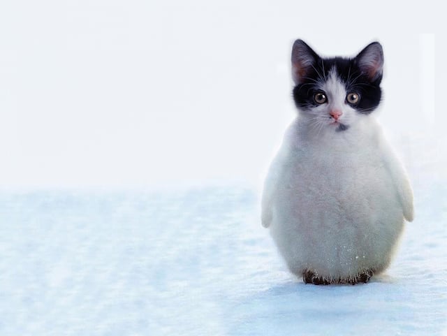 penguin-kitten-hybrid