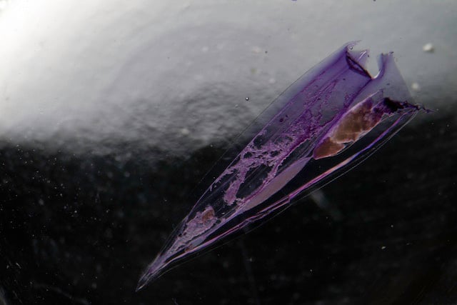 Vessel I: Siphonophore, a close relative of the jellyfish.  