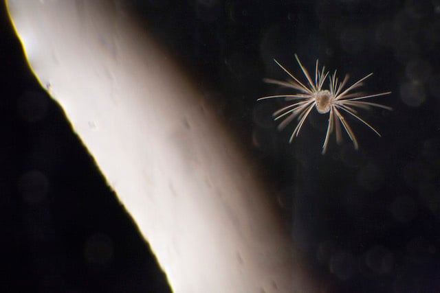 Orbit: a planktonic worm larva “orbits” the perimeter of a glass slide. 