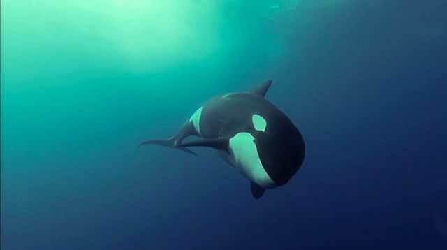 killerwhale