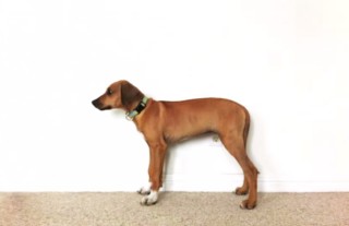 Watch Sophia the Rhodesian Ridgeback Grow from 2 Months to 3 Years Old ...