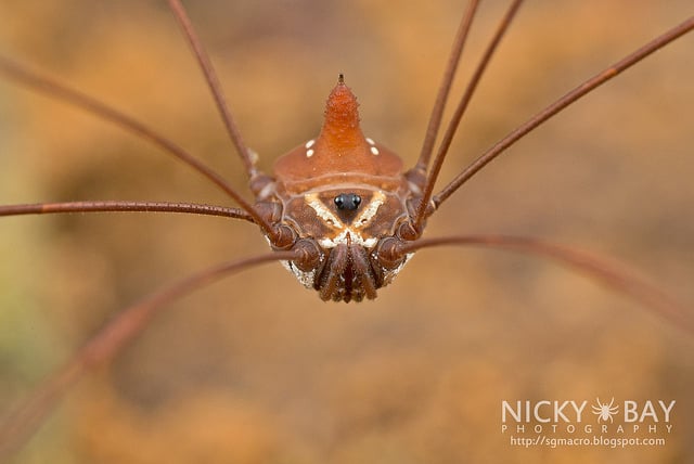 Harvestman