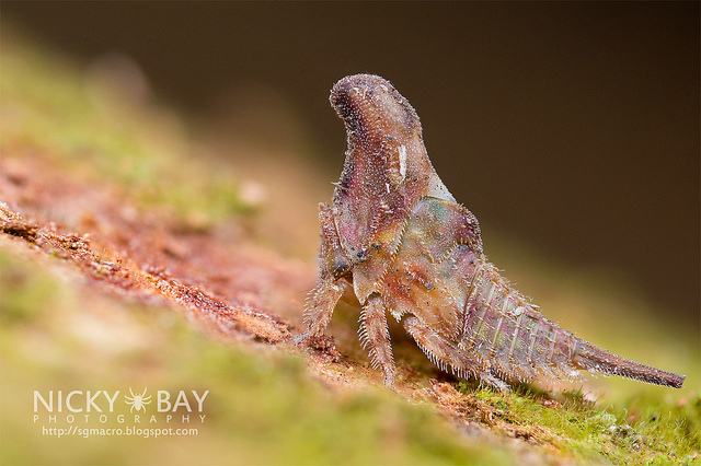 Treehopper