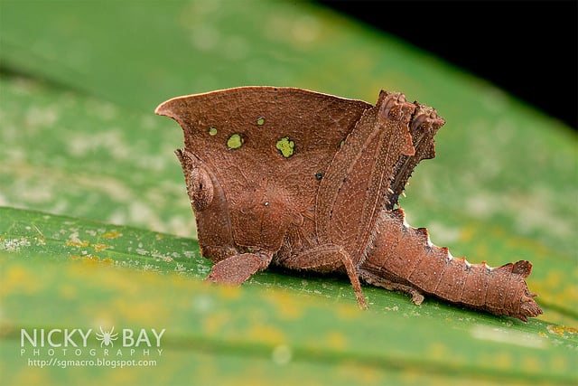 Dead leaf grasshopper