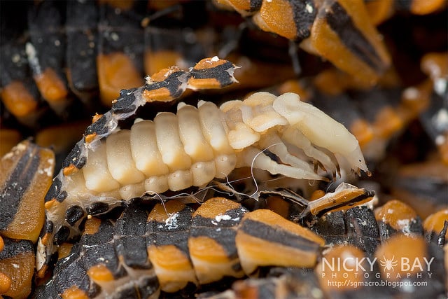 Net-winged beetle larvae