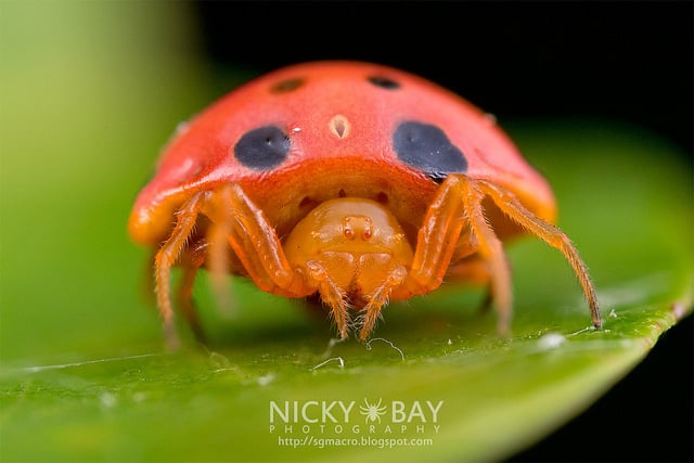 Ladybird-mimic spider