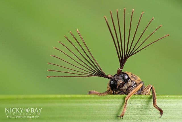 Cicadae parasite beetle