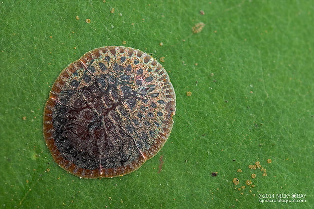 Scale Insect