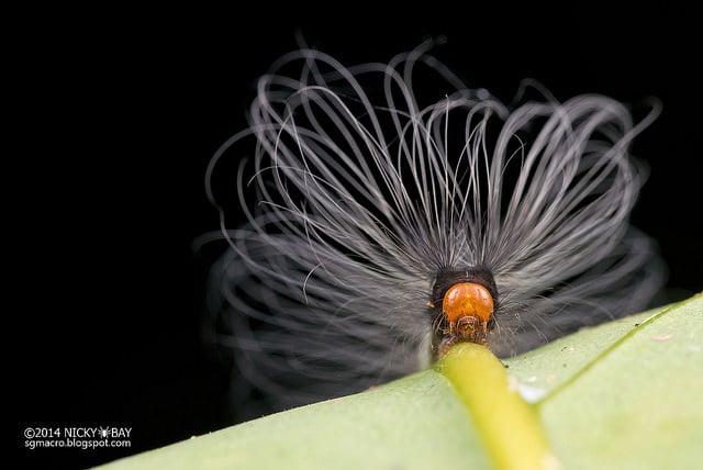 Caterpillar