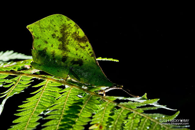 Leaf mimic grasshopper