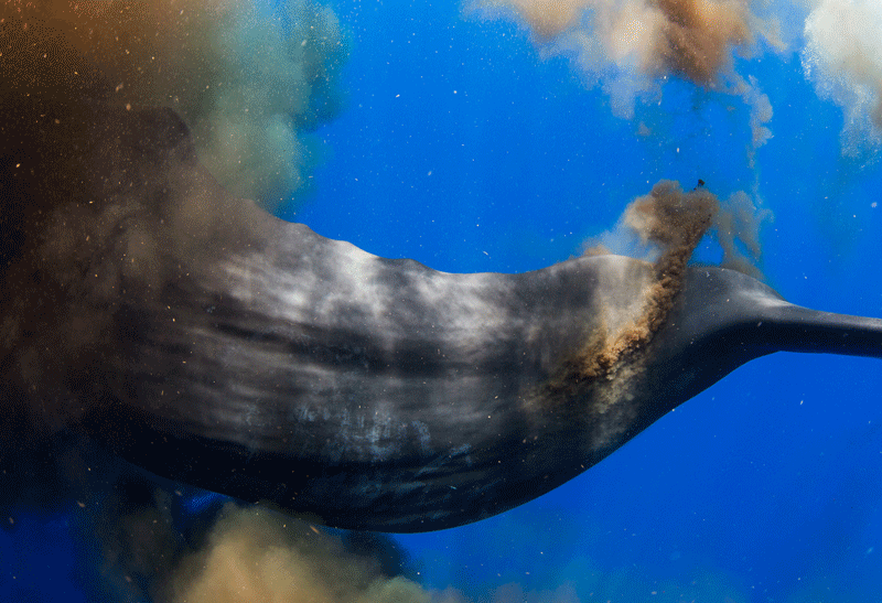 Underwater Photographer Finds Himself Engulfed by a Sperm Whale 'Poops...