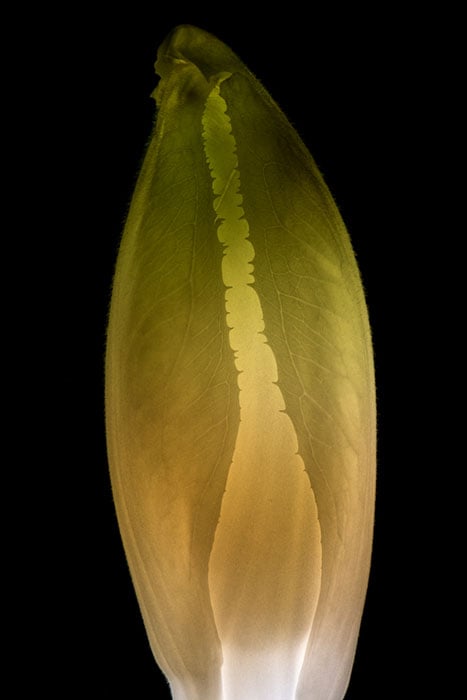 Endive