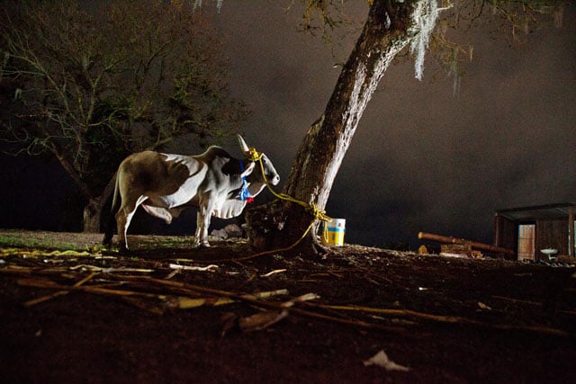 In a photograph taken on February 10th, 2012, a bull donated by a migrant living in L.A. is seen tied behind the church of San Pedro Cajonos. The bull is taken to the church to be blessed before being sacrified to feed the players and visitors at the annual tournament.