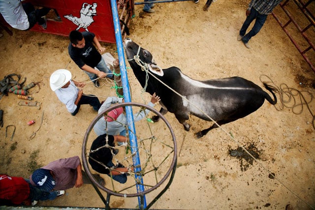 A bull is readied to enter the rodeo ring in Amatepec. Abandoned makeshift basketball courts are a common sight throughout the Sierra Juarez.