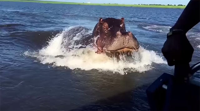 hippo