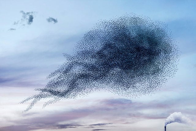 AlainDelorme_Murmuration02