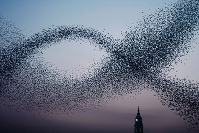 AlainDelorme_Murmuration07