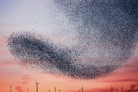 These Photos Of Starling Murmurations Were Created With Plastic Bags 