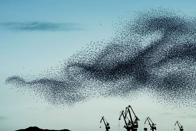 AlainDelorme_Murmuration09