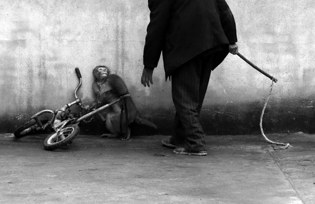 "Monkey Training for a Circus" by  Yongzhi Chu. 1st prize in Nature.