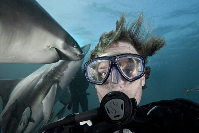 sharkselfie7