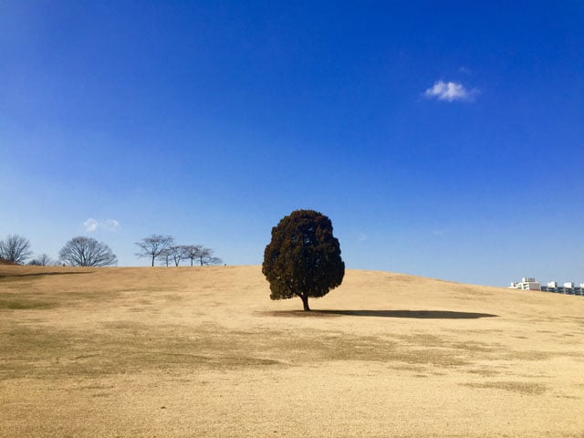 Shot by Hyeong Jun K. in Seoul, South Korea. The exaggerated scale of a shadow, like the one cast by the tree, can add an element of interest to a stark landscape.