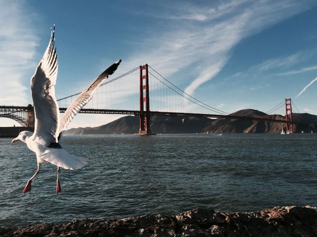 Shot by Shan L. in San Francisco, CA. Sometimes the best shots aren’t planned. The bird flying through this photo adds a sense of scale and surprise to an iconic view, making the whole composition more interesting.
