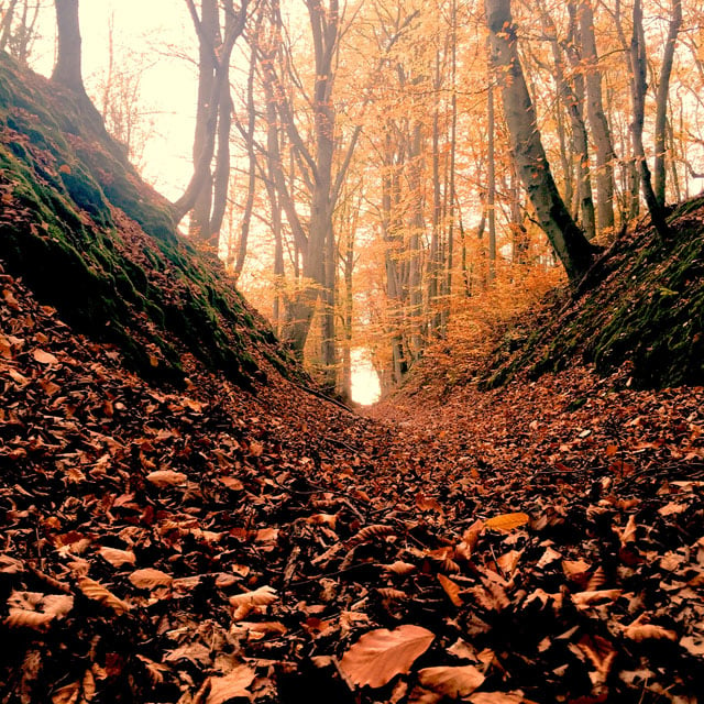 Shot by Waldemar N. in Gdańsk, Poland. Shooting from an unusual perspective, like from the forest floor in this photo, can create a more interesting viewpoint.