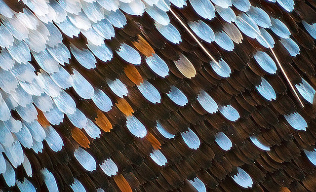 Papilio glaucus. Test image of easter tiger swallowtail hind wing, at high magnification.