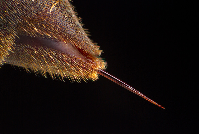 Polistes carolina stinger. High magnification of a paper wasp's sting.