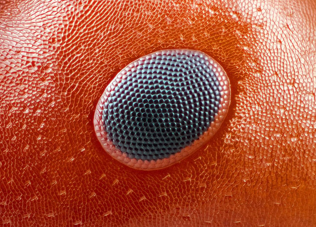 Camponotus sayi. The compound eye of a carpenter ant.