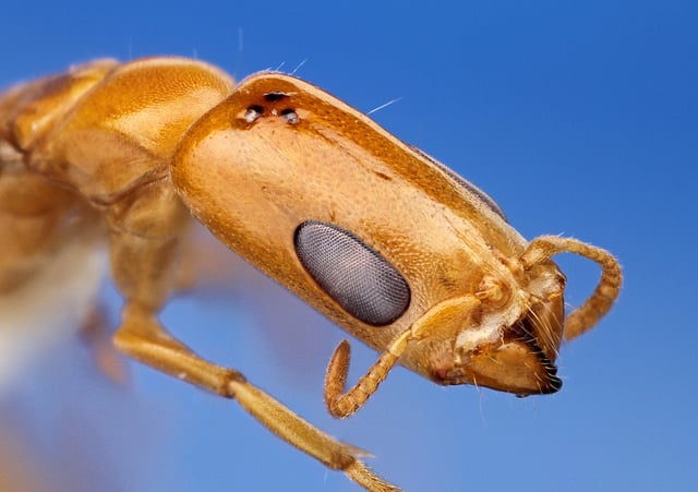 Pseudomyrmex filiformis. Portrait of a queen twig ant.
