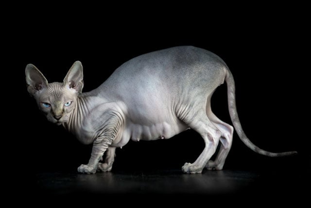 Cat With No Fur