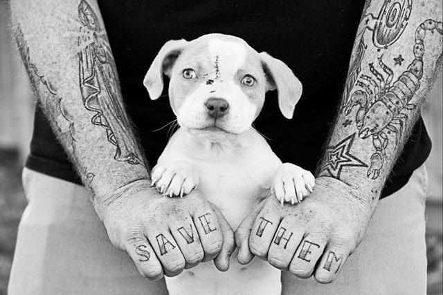 pitbull tattoos for girls