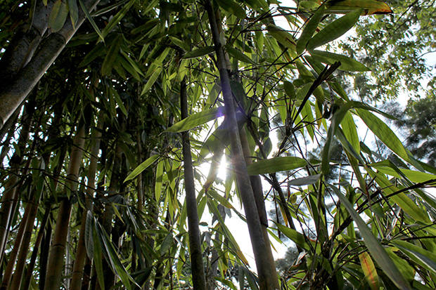 Light through bamboo forest
