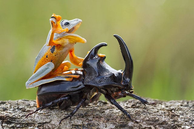 Wildlife Photographer Captures the Intimate Life of Frogs