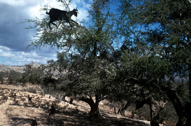 Goats clambering across bushes under the African sky