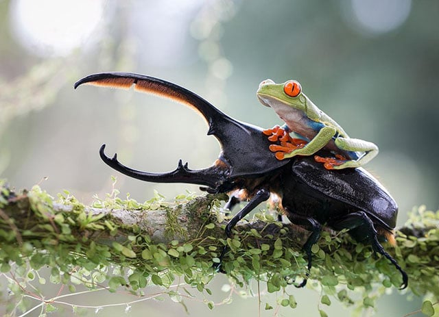 "The knight and his steed, a tropical capture in Costa Rica." Photograph by Nicolas Reusens.