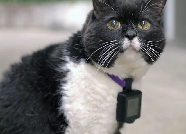 Catstacam Turns Your Cat Into an Instagram Photog | PetaPixel