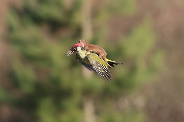 woodpeckerweasel