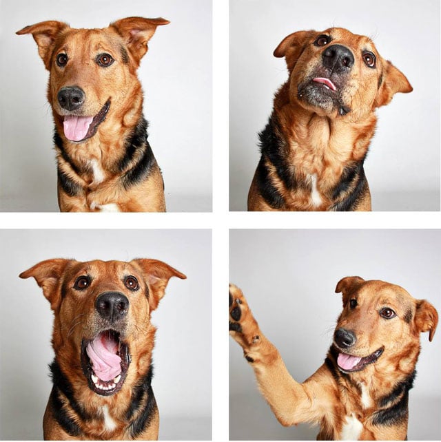 Doggy Photo Booth Helps Shelter Get Dogs Adopted | PetaPixel