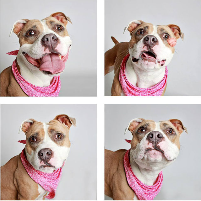 Doggy Photo Booth Helps Shelter Get Dogs Adopted | PetaPixel