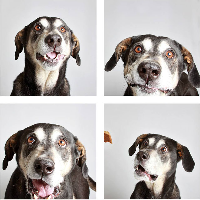 Doggy Photo Booth Helps Shelter Get Dogs Adopted | PetaPixel