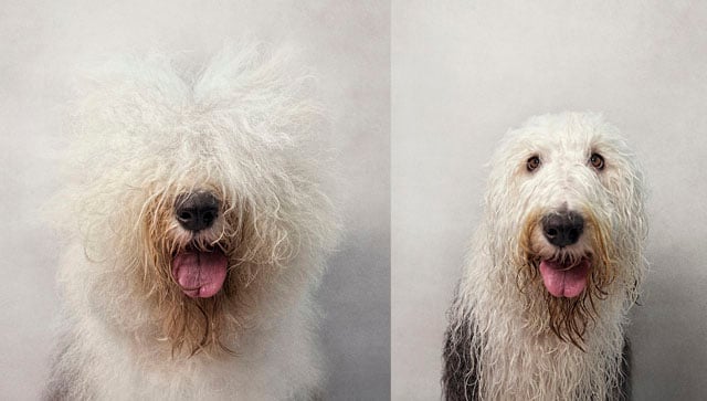 Bone_Old English Sheepdog