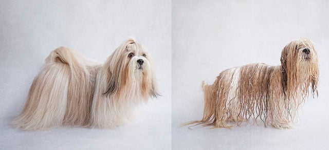 Harry_Lhasa Apso_2