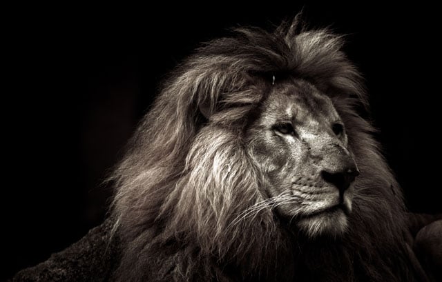 Portrait of a Lion