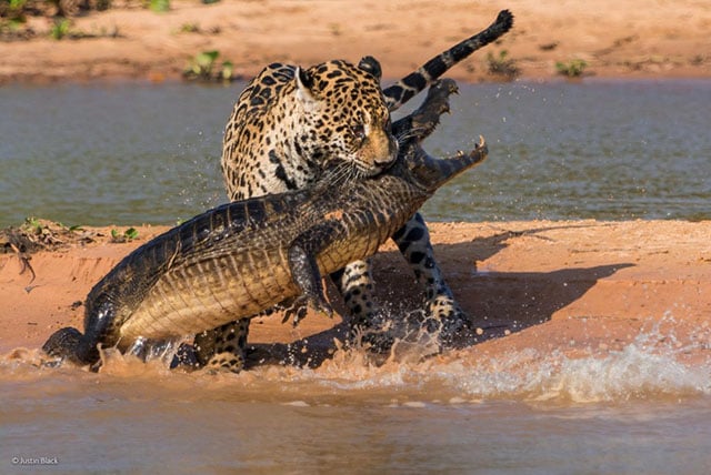 jaguarcroc