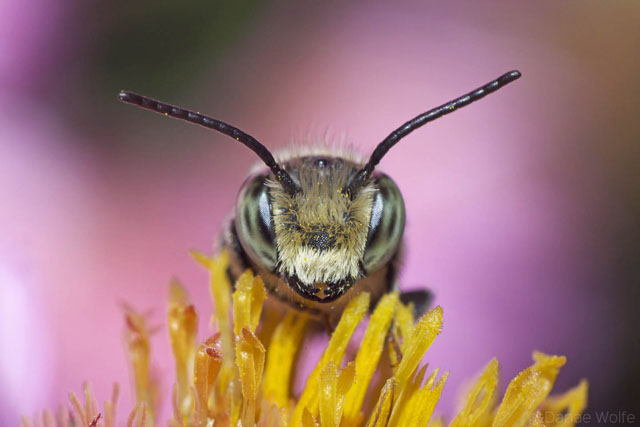 reverse lens macro